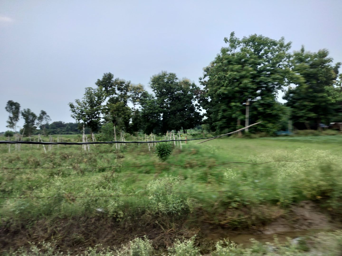 बारिश के मौसम में बढ़ी चिंता, झुके लकड़ी के खंभे के सहारे वर्षों से चल रही विद्युत लाइन, खेत में गिरा पड़ा तार