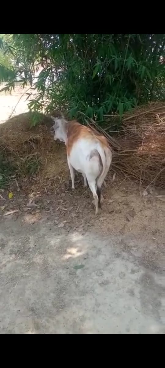 गोंडा : आग से तीन घर राख, मवेशी भी झुलसे