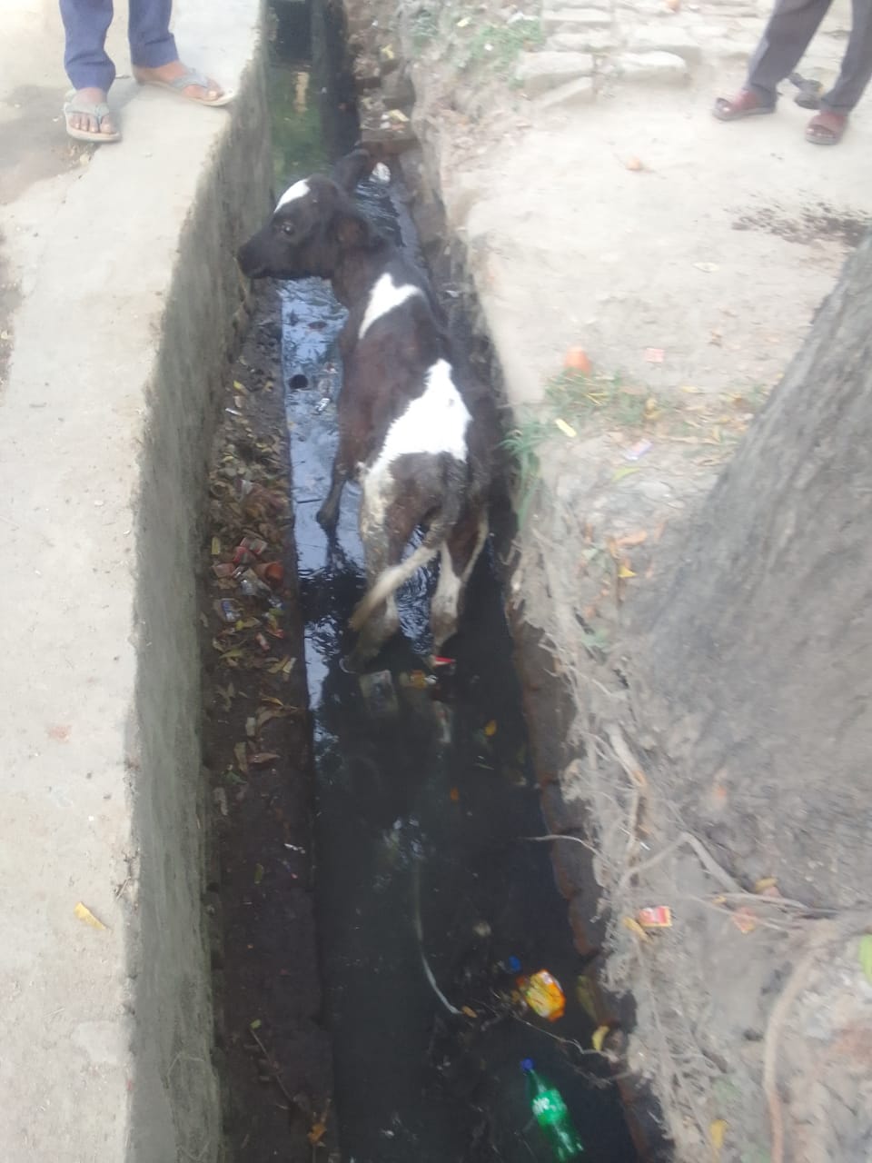 गोंडा : खुली नाली बेजुबानों के लिए साबित हो रही है जानलेवा - परसपुर बेलई नाला