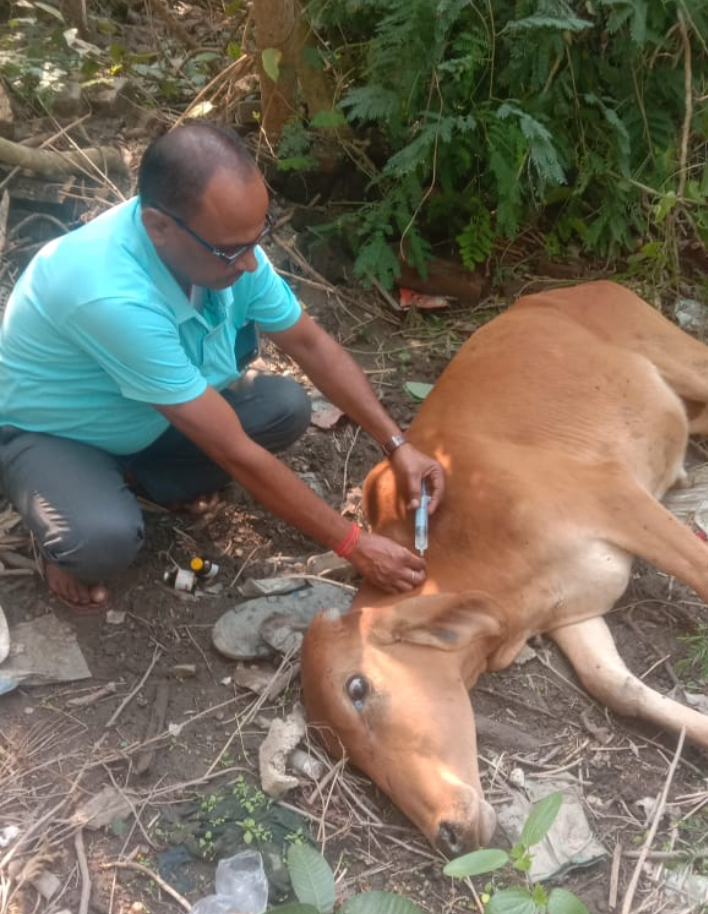 गोंडा : सड़क दुर्घटना में घायल मवेशी का हुआ इलाज