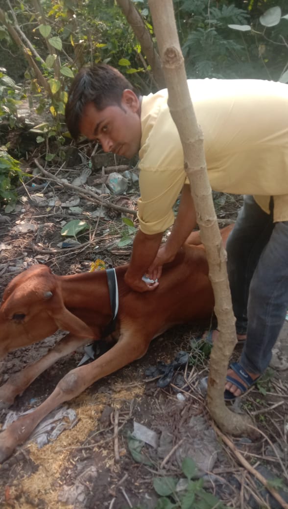 गोंडा : घायल मवेशी का हुआ इलाज