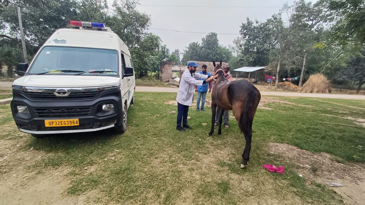 गोंडा : घायल घोड़े का इलाज करते वेटनरी टीम