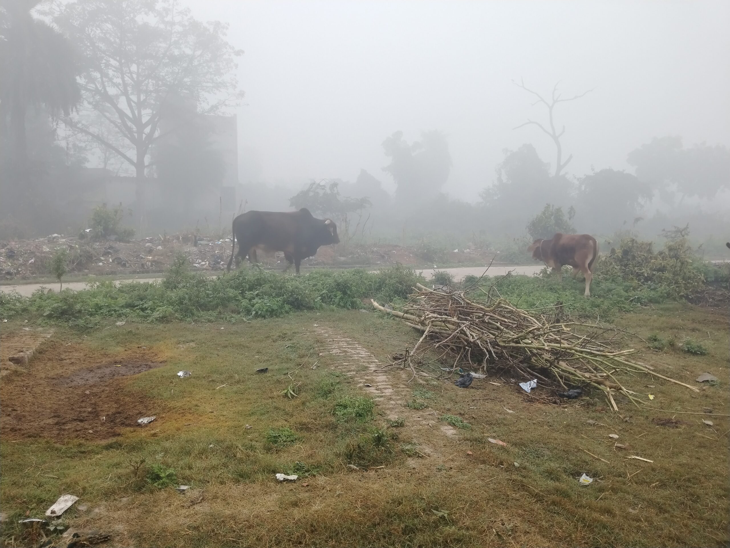 गोंडा : ठंड के मौसम में छुट्टा मवेशी से किसान परेशान , फसलों को नुकसान पहुंचा रहे छुट्टा मवेशी