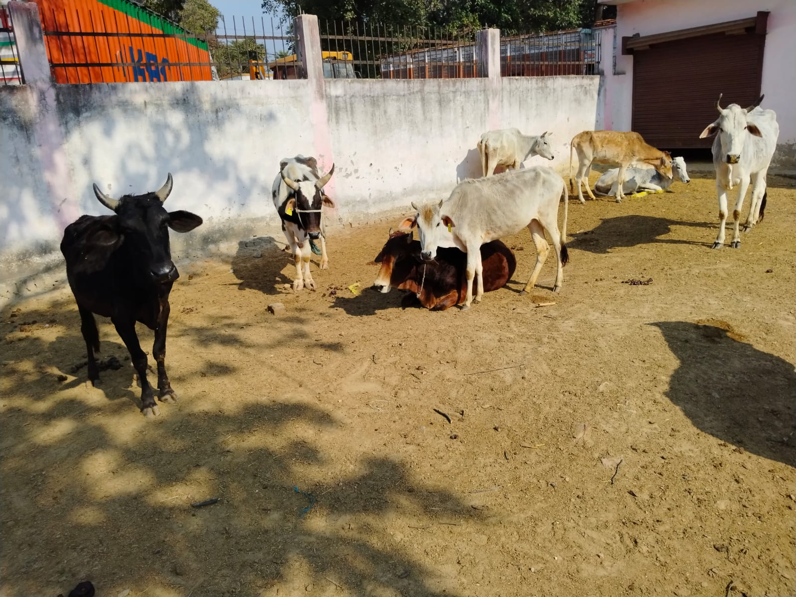गोंडा : गौशाला में भूंखे पेट रहने को मजबूर हैं गौवंश
