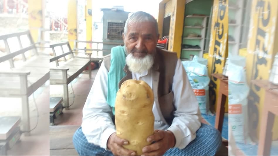 अजब-गजब:खेत में निकाला दो किलो का आलू,दंग रह गया किसान,खेत में जुट रही भारी भीड़