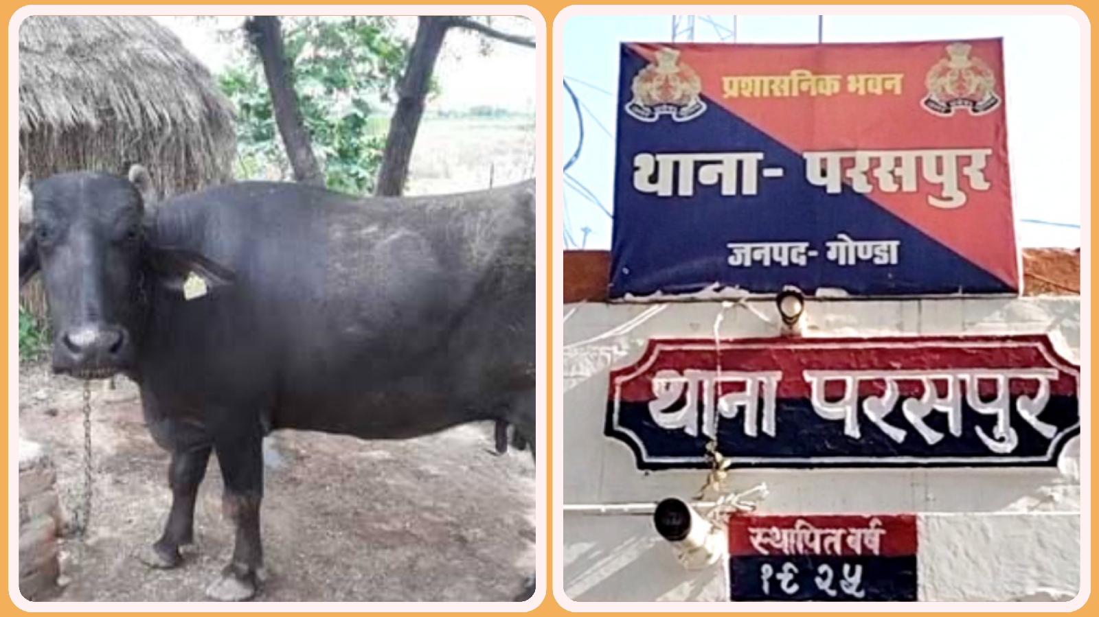 गोंडा : दरवाजे पर बंधी भैंस पड़िया खोल ले गए चोर, जिम्मेदार अफसर बने मौन