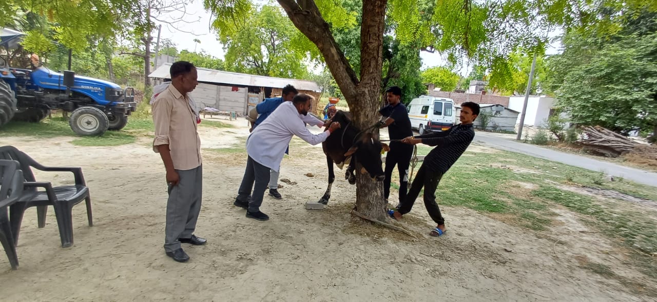 गोंडा : एंबुलेंस सेवा में कार्यरत डॉ हेमंत सिंह ने बीमार गोवंश का किया इलाज