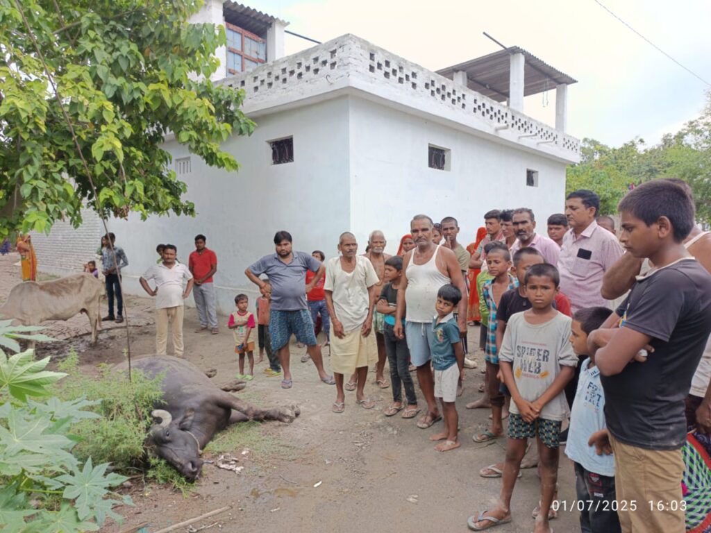 गोंडा : ट्रांसफार्मर के स्टेवायर की चपेट में आकर युवक और भैंस की मौत, गांव में पसरा मातम