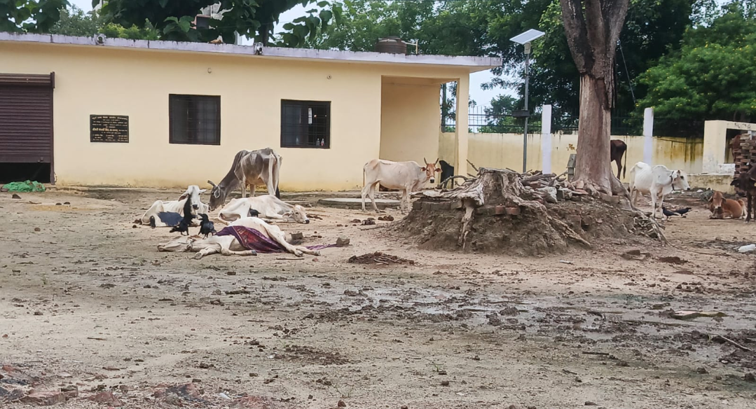 गोंडा : मौतशाला बन गई यह गोशाला,भूख प्यास से मर रहे मवेशी, कौवों का शिकार बने मृत पशु